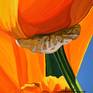 Californian Poppy And Pacific Wind #6 - Detail