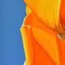 Californian Poppy And Pacific Wind #6 - Detail
