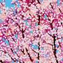 Cherry Blossom #6 - Detail