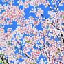 Apple Blossom #1 - Detail