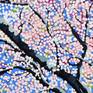 Apple Blossom #1 - Detail