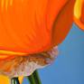 Californian Poppy And Pacific Wind #8 - Detail
