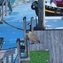 Houseboats And A Goose - Detail