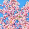 Cherry Blossom #12 - Detail