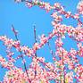 Cherry Blossom #12 - Detail