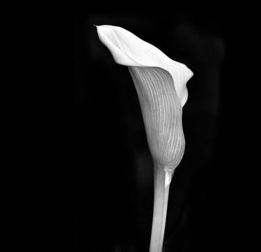 Original Minimalism Floral Photography by Bharat Rao