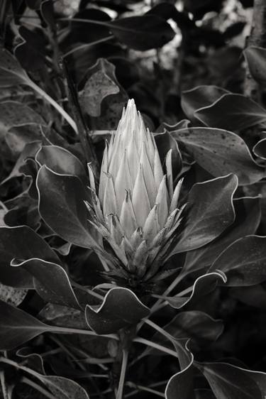 Print of Fine Art Floral Photography by Bharat Rao