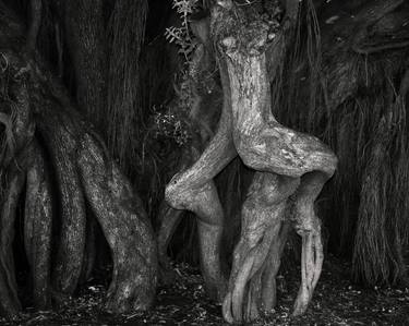 Original Fine Art Tree Photography by Bharat Rao