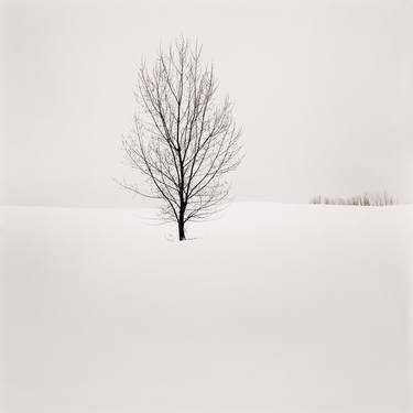 Winter Tree 01 - Limited Edition of 50 thumb