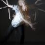 Collection Stroboscopic Dance