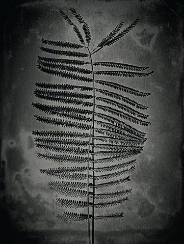 Original Fine Art Botanic Photography by alex buckingham