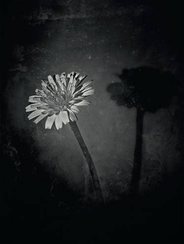 Original Fine Art Botanic Photography by alex buckingham