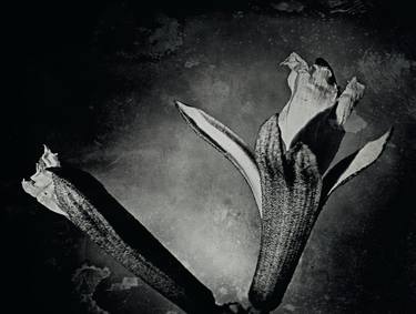 Print of Botanic Photography by alex buckingham