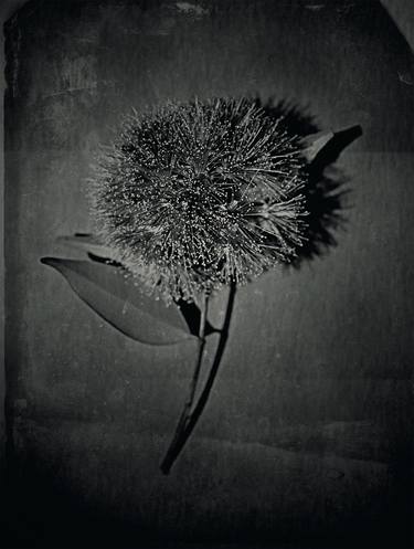 Original Botanic Photography by alex buckingham