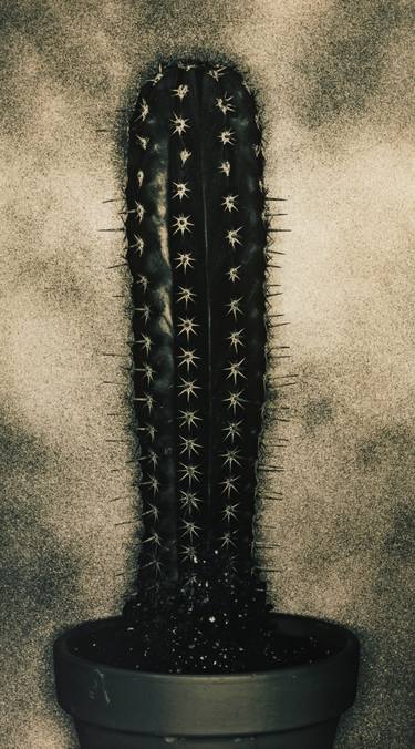 Original Conceptual Botanic Photography by Alex Buckingham