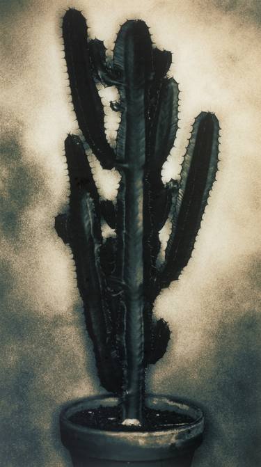 Print of Conceptual Botanic Photography by alex buckingham