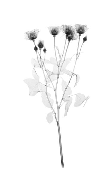 X-Ray Flowers - Limited Edition 1 of 20 thumb