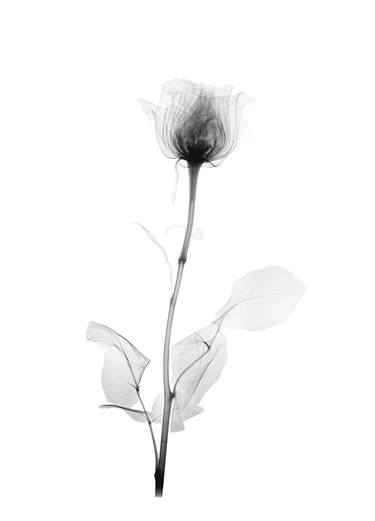 X-Ray Flowers - Limited Edition 1 of 20 thumb