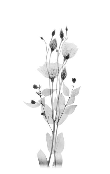 Print of Floral Photography by alex buckingham