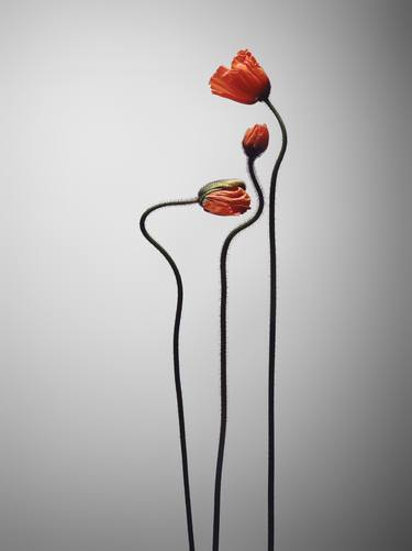 Print of Fine Art Floral Photography by alex buckingham