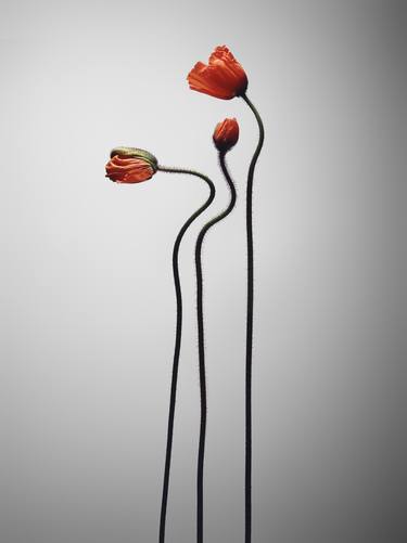 Poppies - Limited Edition 1 of 20 thumb