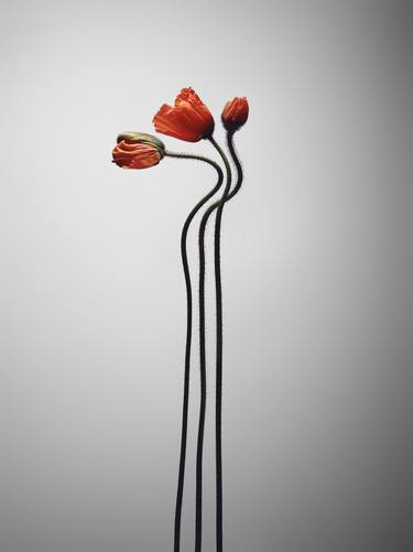 Print of Conceptual Floral Photography by alex buckingham