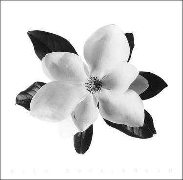 Magnolia - Limited Edition 1 of 10 thumb