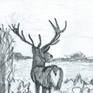 Pencil drawing on art paper, 150gsm.

Red stags are great, powerful creatures which are a pleasure to watch.