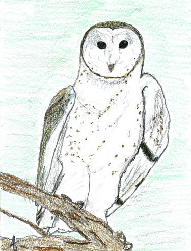 Barn Owl 2, graphite and color thumb