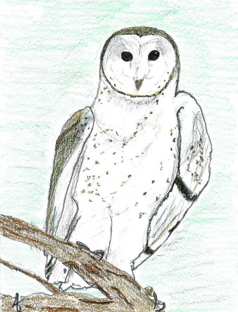 colorful barn owl drawing