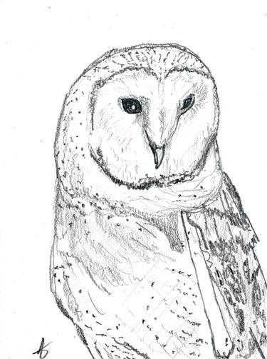 Barn Owl 3, Original thumb