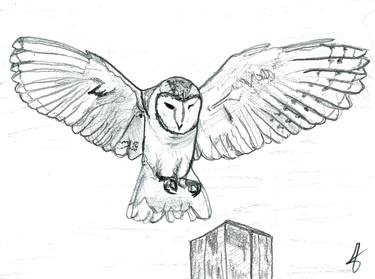 Barn Owl 4 thumb