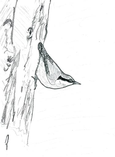 Print of Animal Drawings by JD Duran