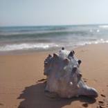 Seashell by Federico Womb