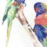 rainbow lorikeets image 2