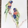 rainbow lorikeets full size image 