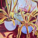 Snake plant by Amanda Cutlack