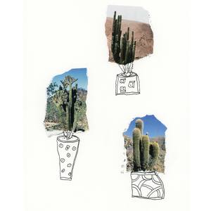 Collection Cactus Series