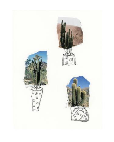 3 Cacti thumb