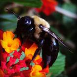 Bumblebee by Deb Robicheau