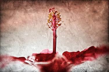 Original Fine Art Floral Photography by claus-gergen koehler