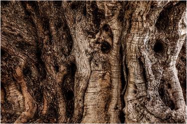 TREE TRUNK - Limited Edition of 5 thumb