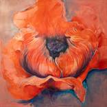 field poppy by Monika Konczakowska