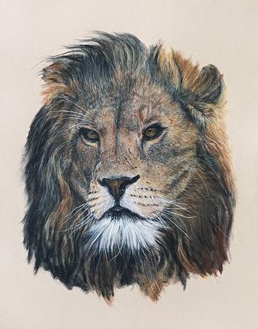 Original Animal Drawings by Thomas Ciccone