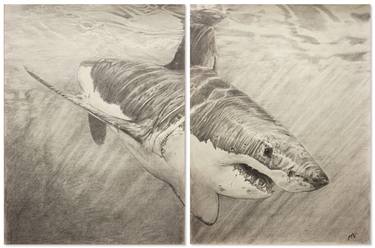 Original Animal Drawings by Thomas Ciccone