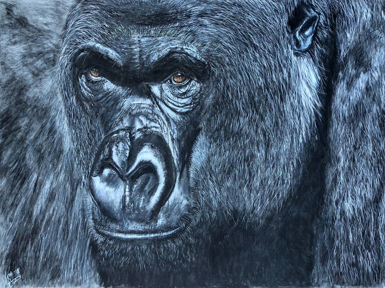 Depth Of Character (Gorilla) Drawing By Thomas Ciccone | Saatchi Art