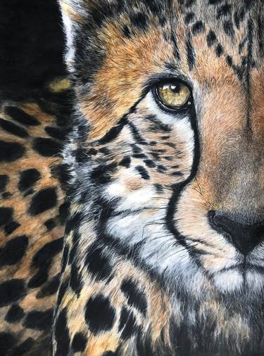 Original Illustration Animal Drawings by Thomas Ciccone