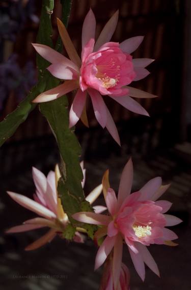 Cactus Blossom at Dawn - Limited Edition 1 of 250 thumb