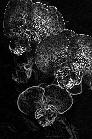 Alien Orchids BW #97 - Limited Edition 1 of 250 thumb