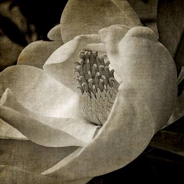 Print of Botanic Photography by Sandy Burr